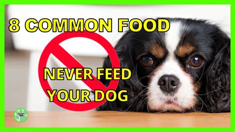 can dogs eat monde mamon|10 foods you must never feed your dog .